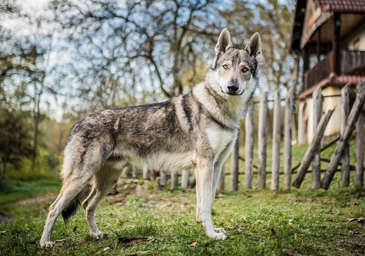 Cane lupo cecoslovacco all'aperto