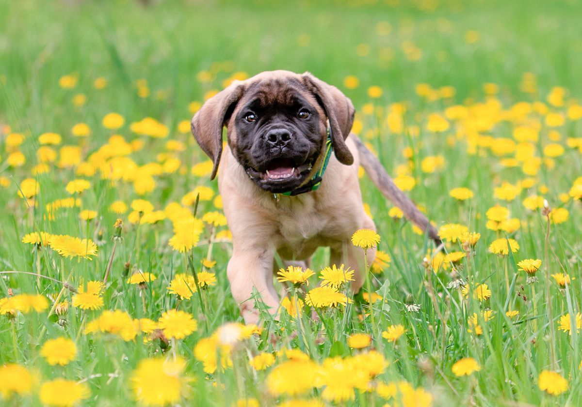 Cucciolo di mastino