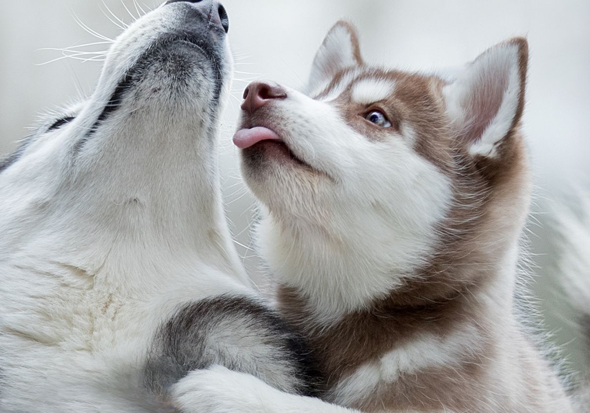 husky che si leccano