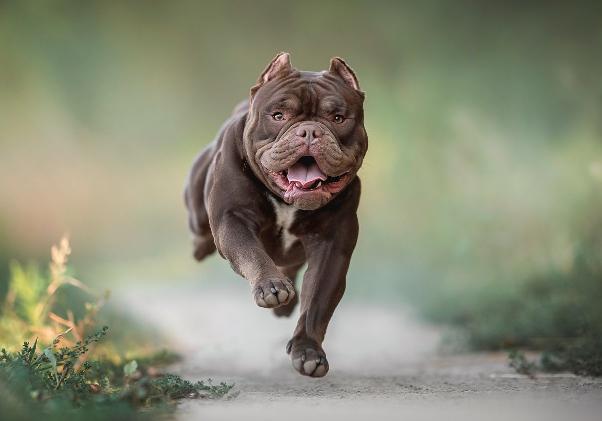 American bully courant en pleine nature