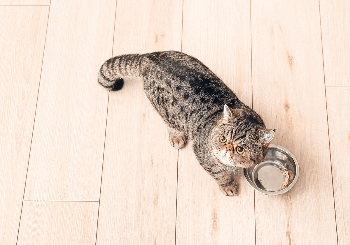 Exotic shorthair à côté de sa gamelle de croquettes 