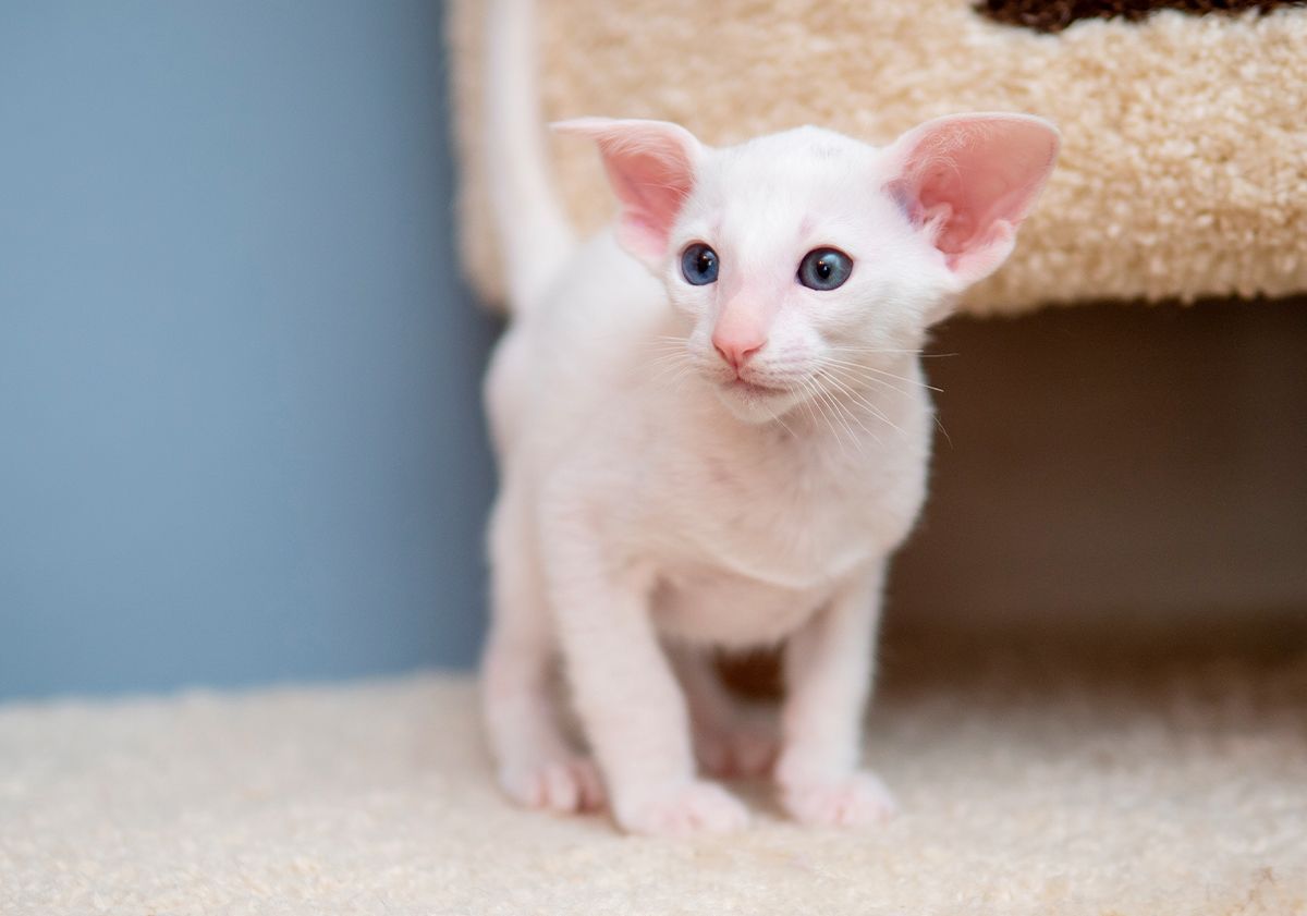 Chaton oriental en intérieur