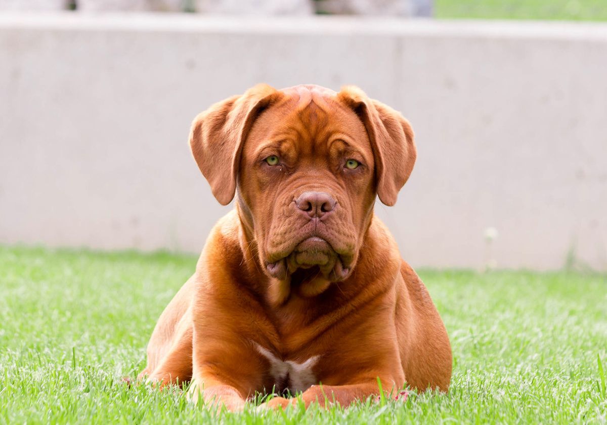 Dogue de Bordeaux couché en extérieur