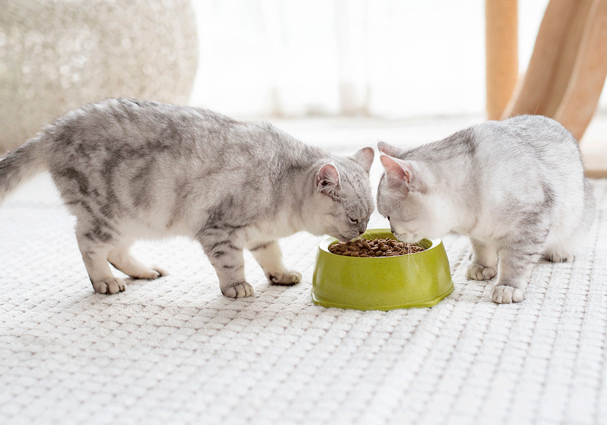 L'alimentation chez le chat sujet à la gale