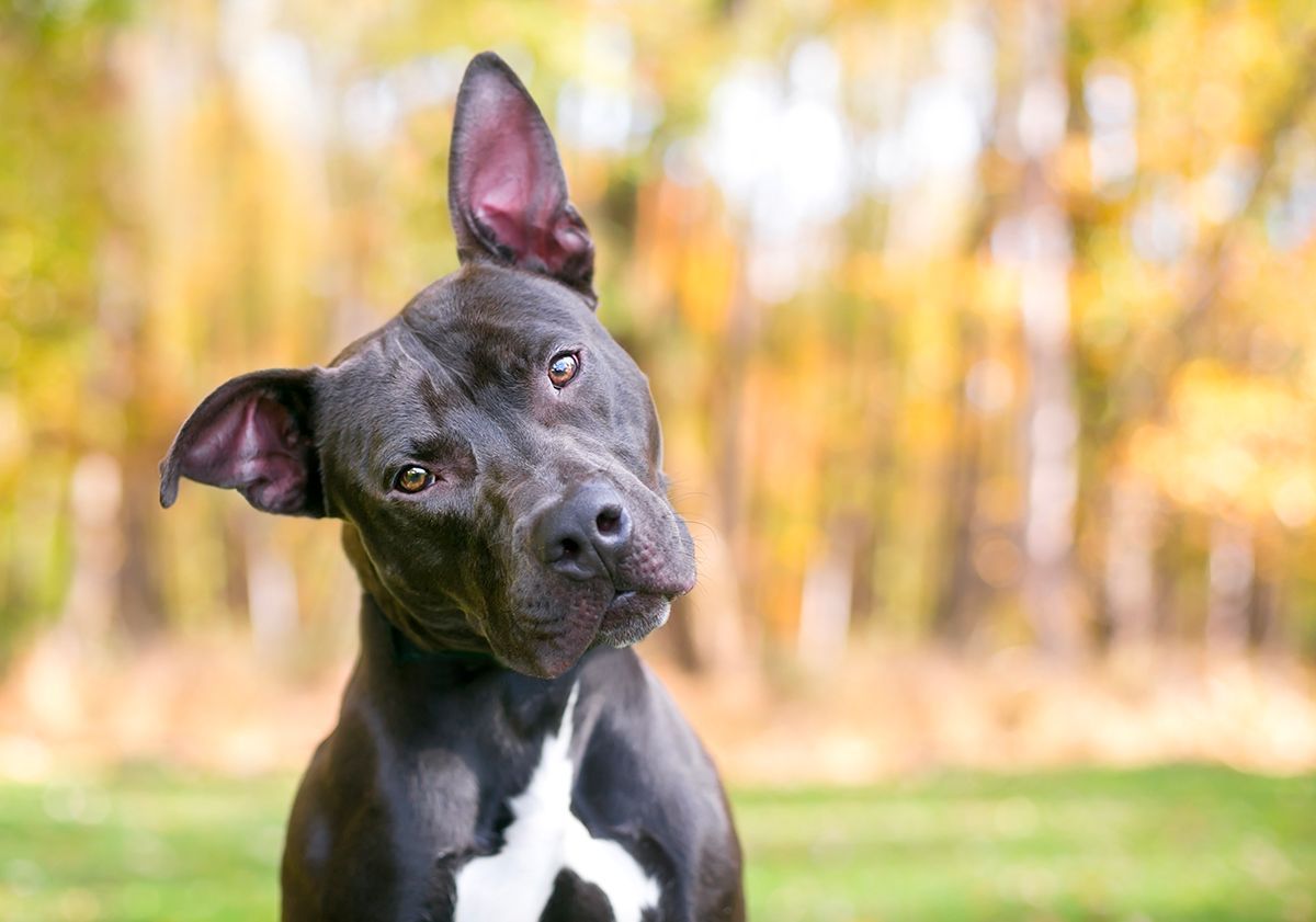 Chien ayant la tête penchée