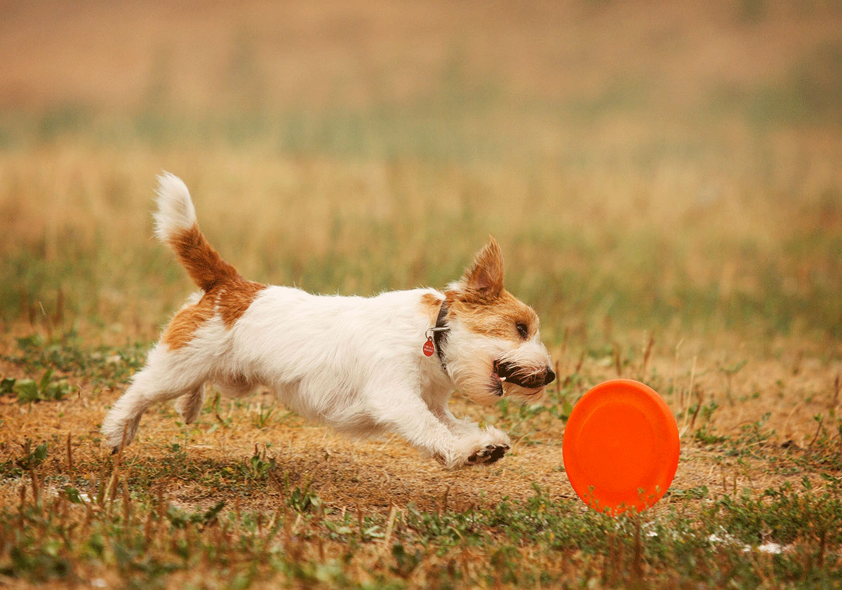 Petit chien qui joue