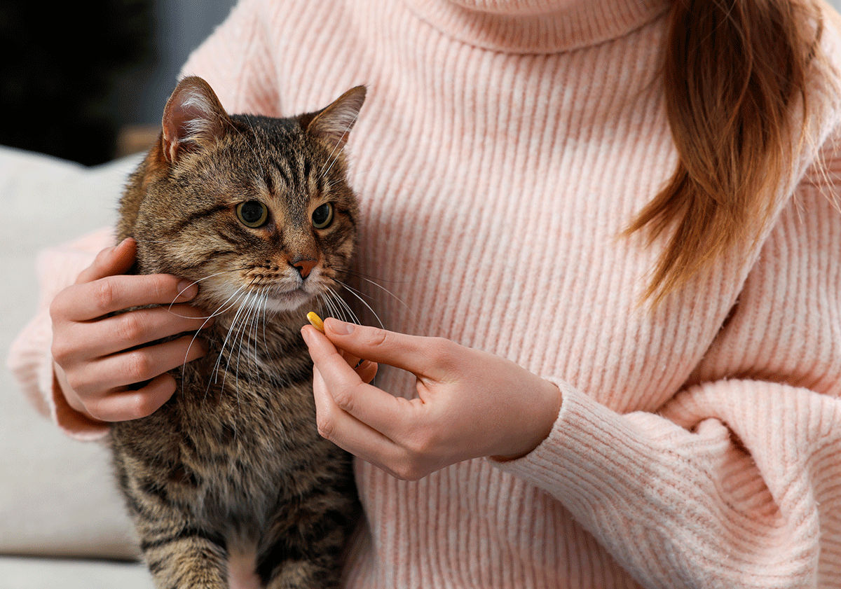 Chat prenant son médicament