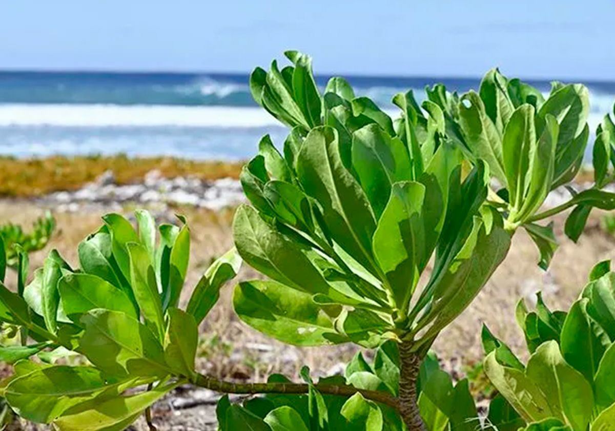 La Réunion