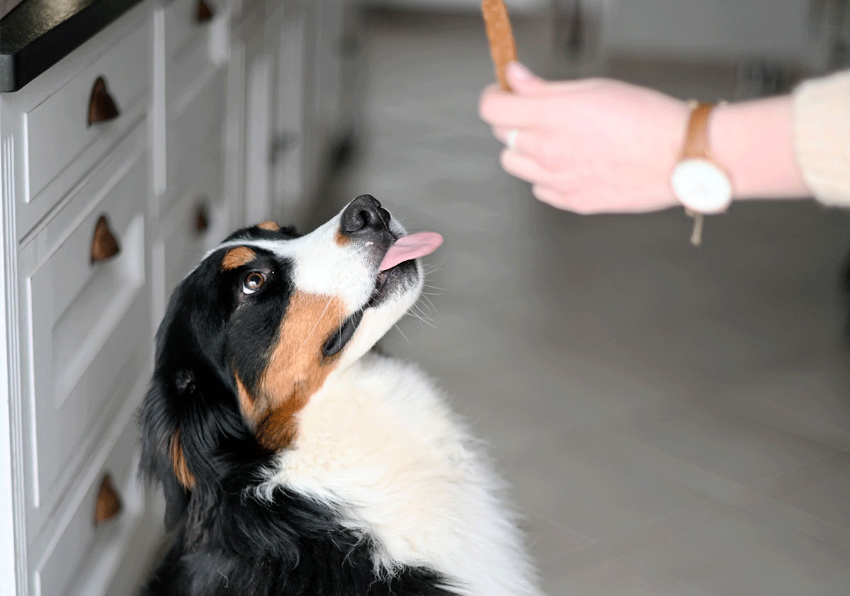 Friandises pour chien