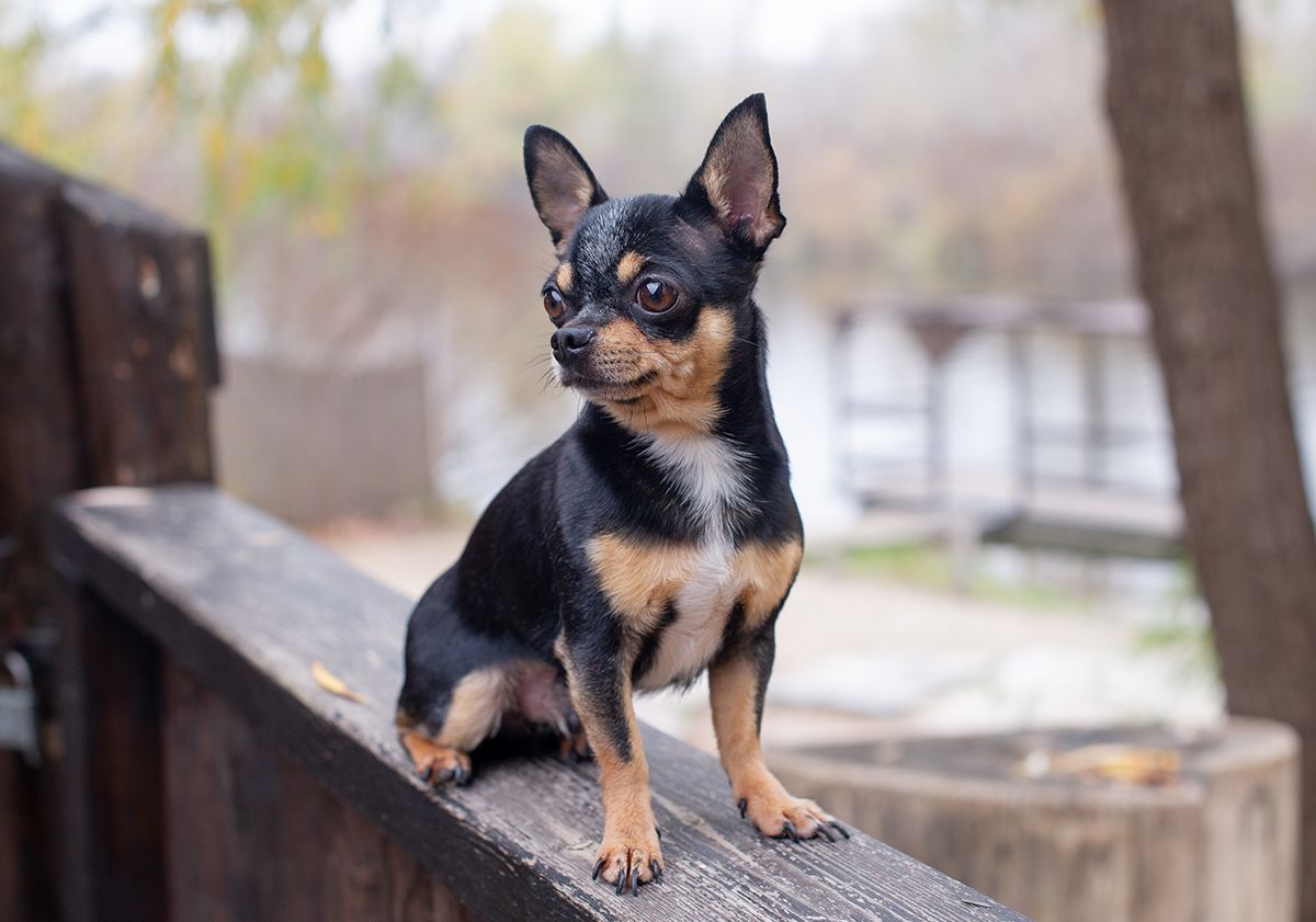 race de petit chien chihuahua