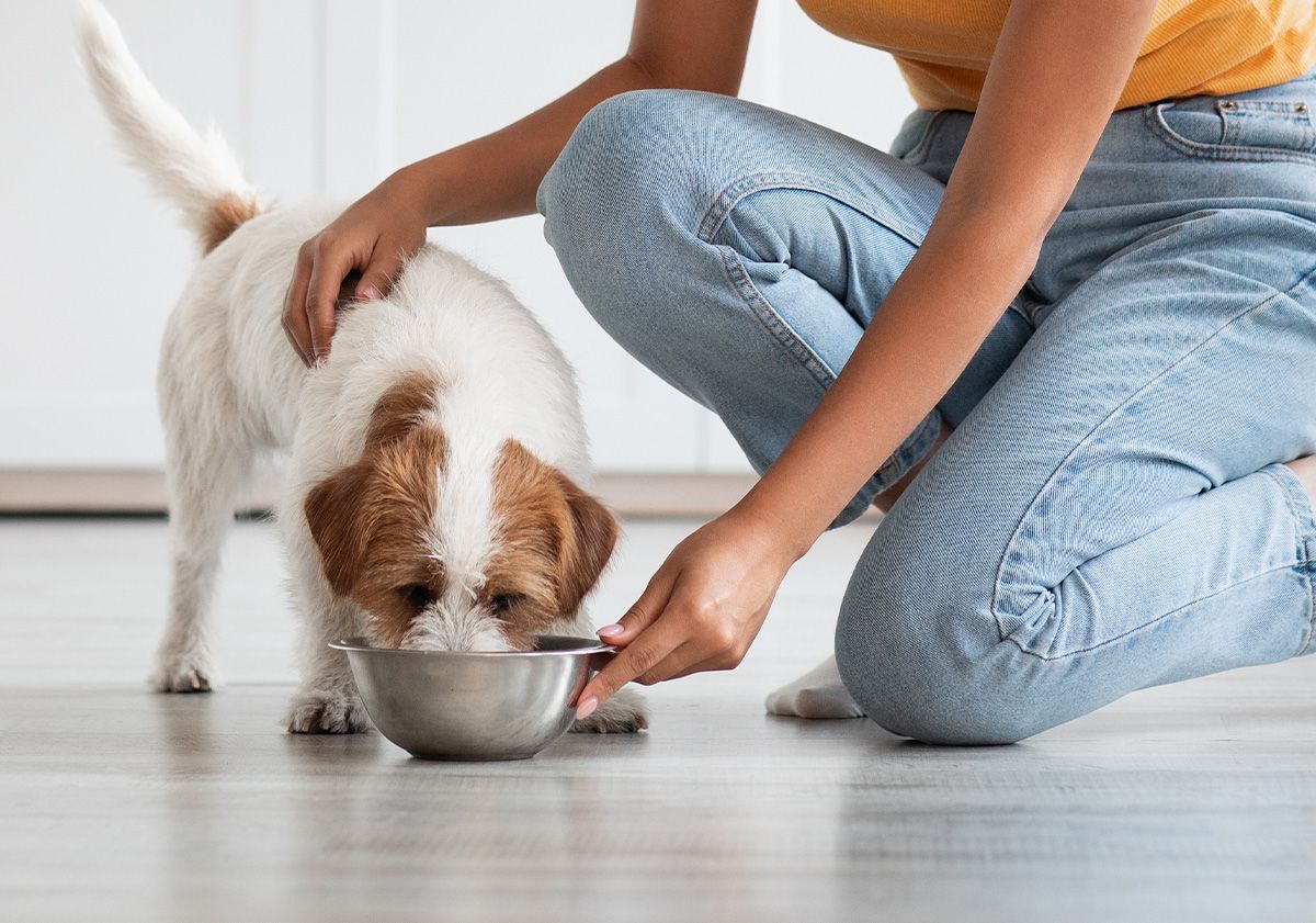 Chien mangeant dans sa gamelle