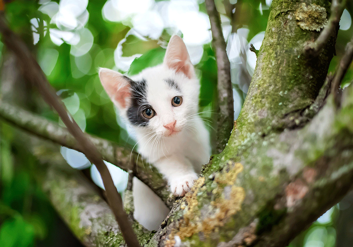 Chaton dans un arbre