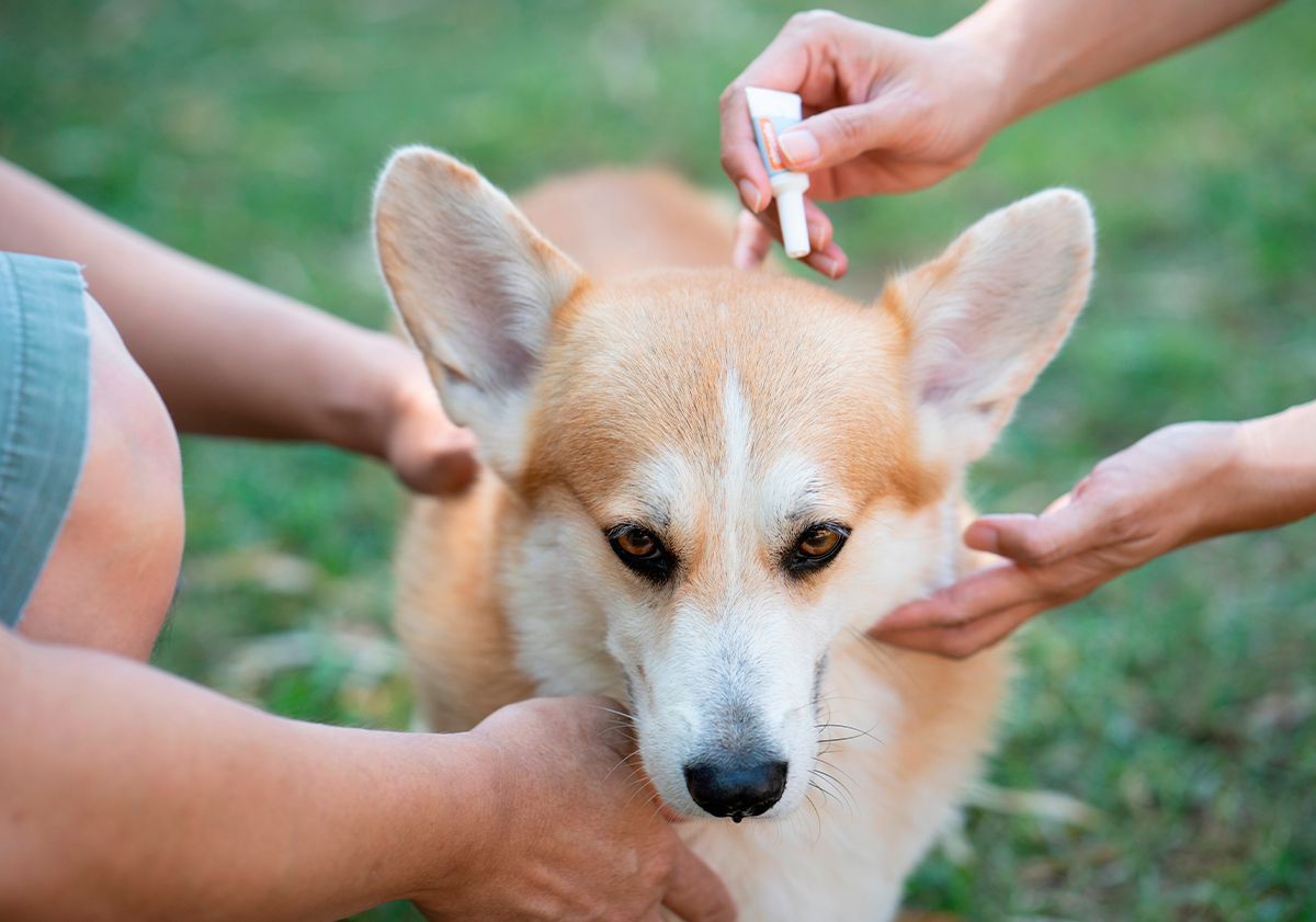 Pipette tiques chien