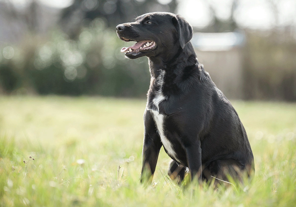 Chien assis en extérieur