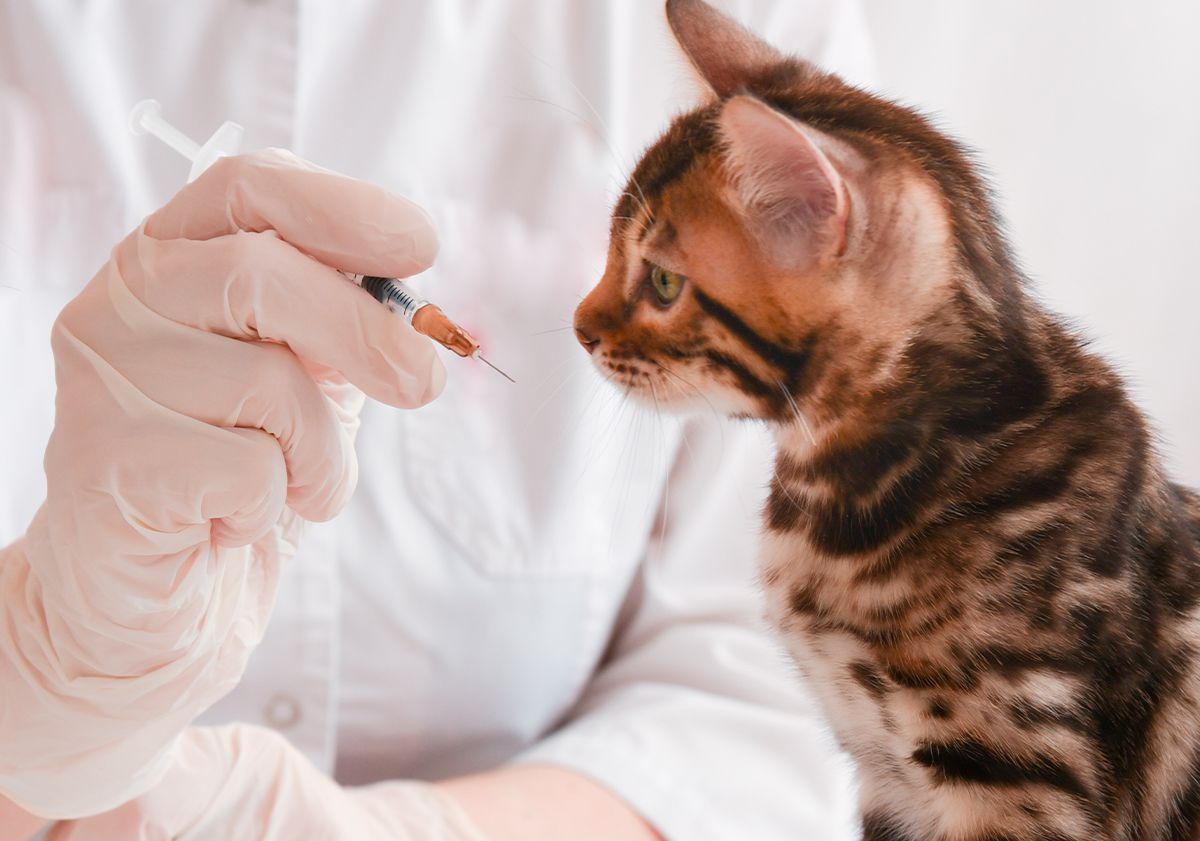 Vaccin d'un chaton tigré