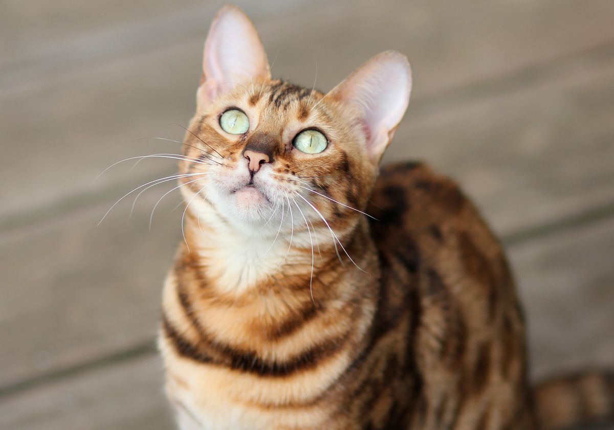 chat roux aux yeux verts