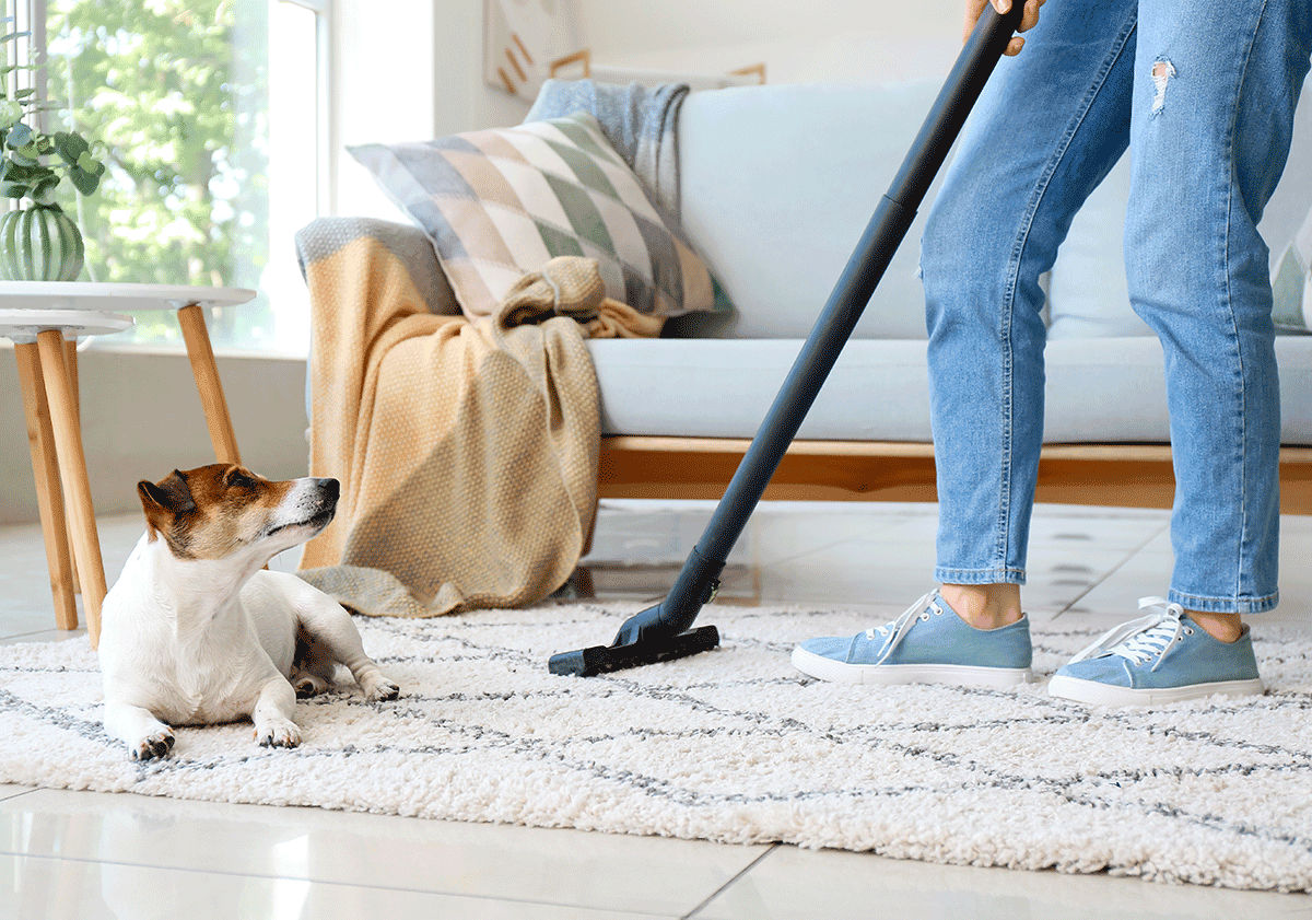 chien allongé sur un tapis pendant que sa maîtresse passe l'aspirateur