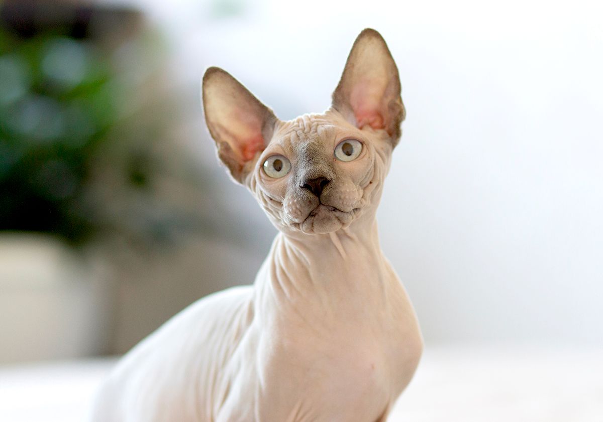 Sphynx