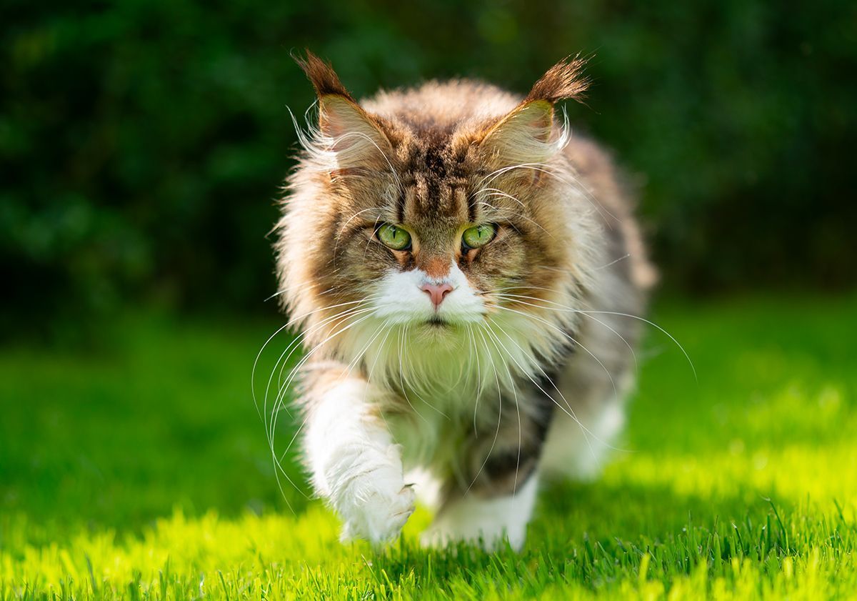 maine coon