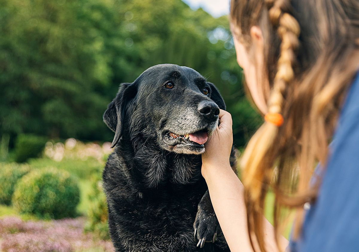 Chien qui aboie en prenant de l'âge