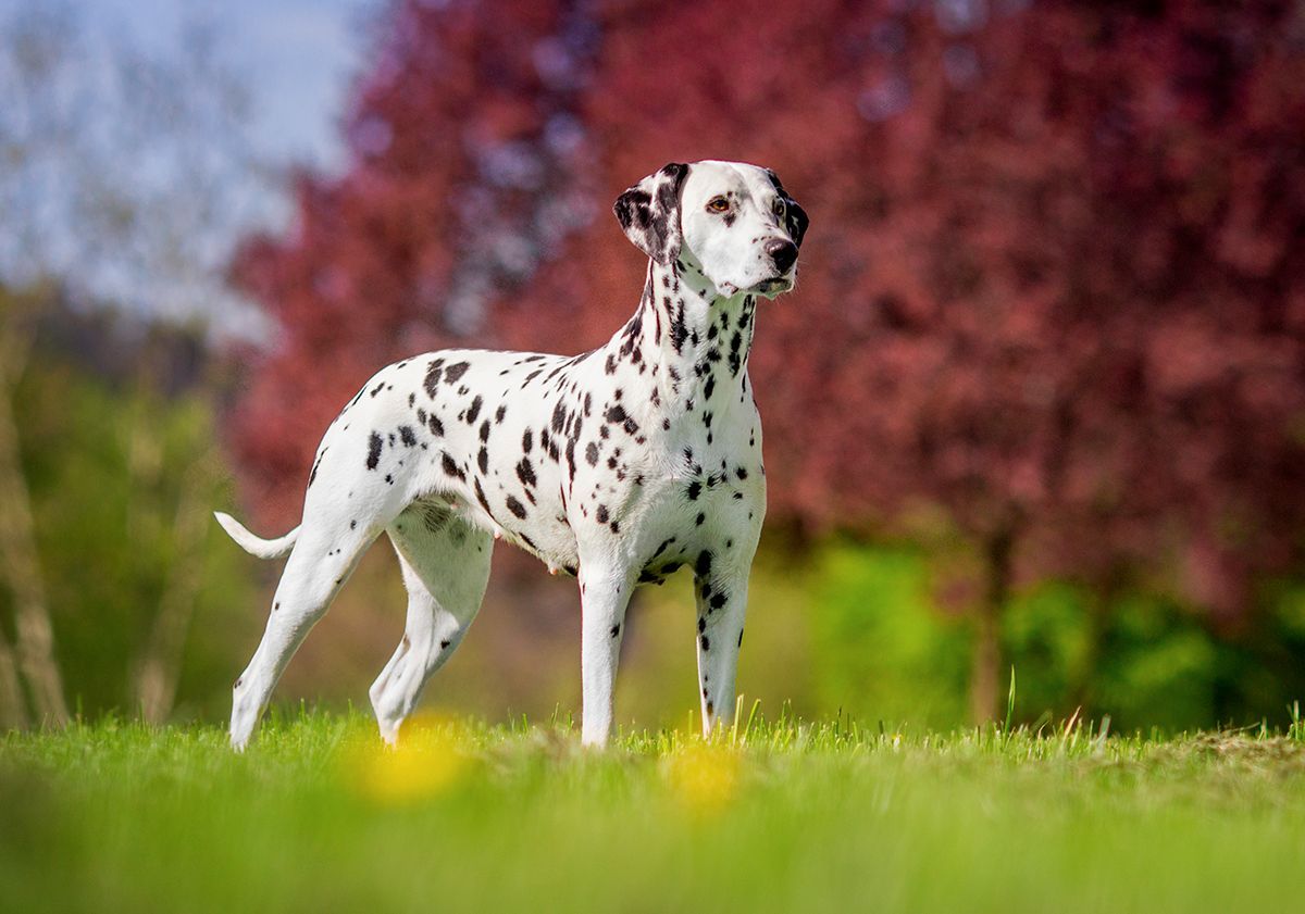 Dalmatien 