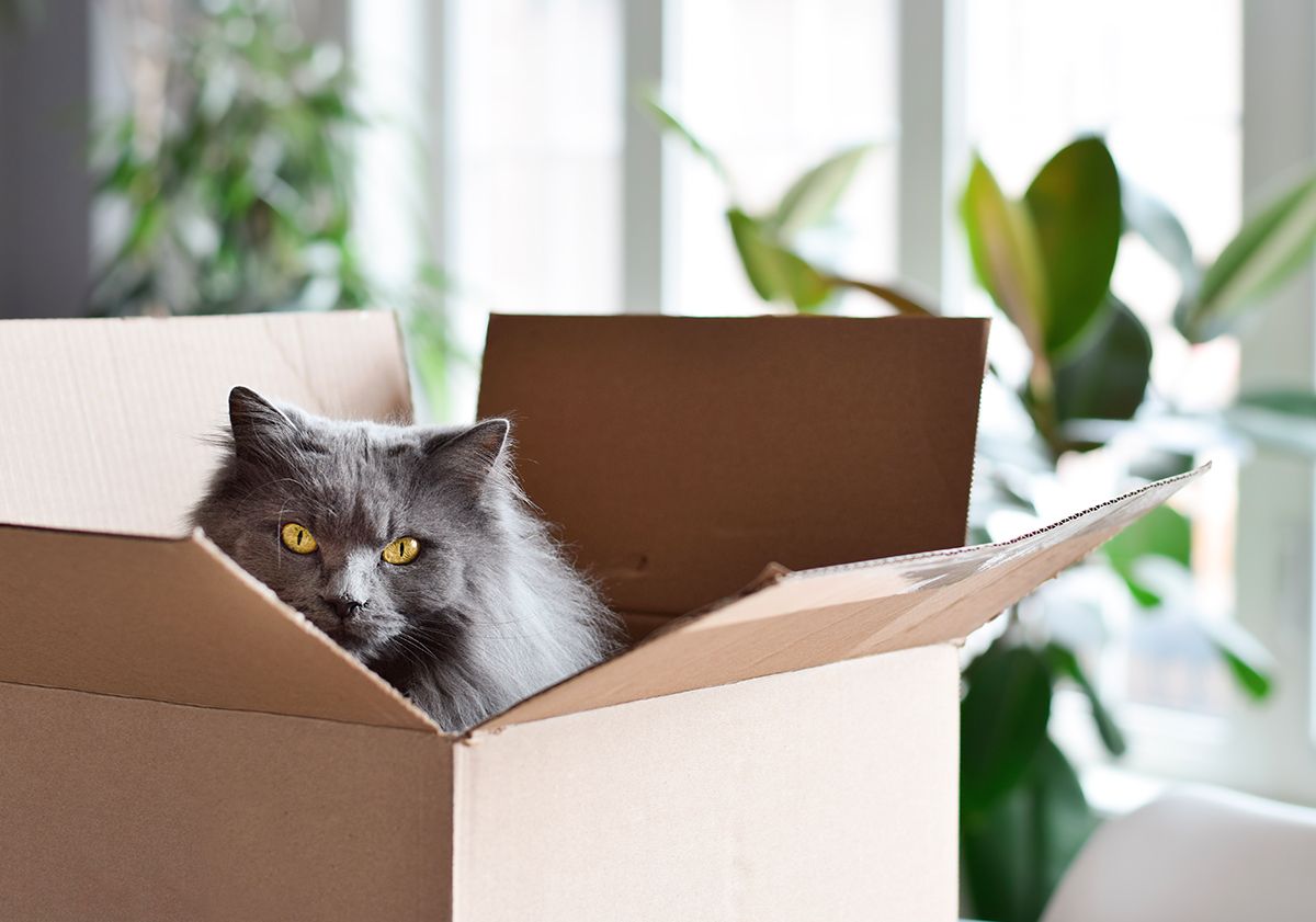 Chat dans un carton de déménagement