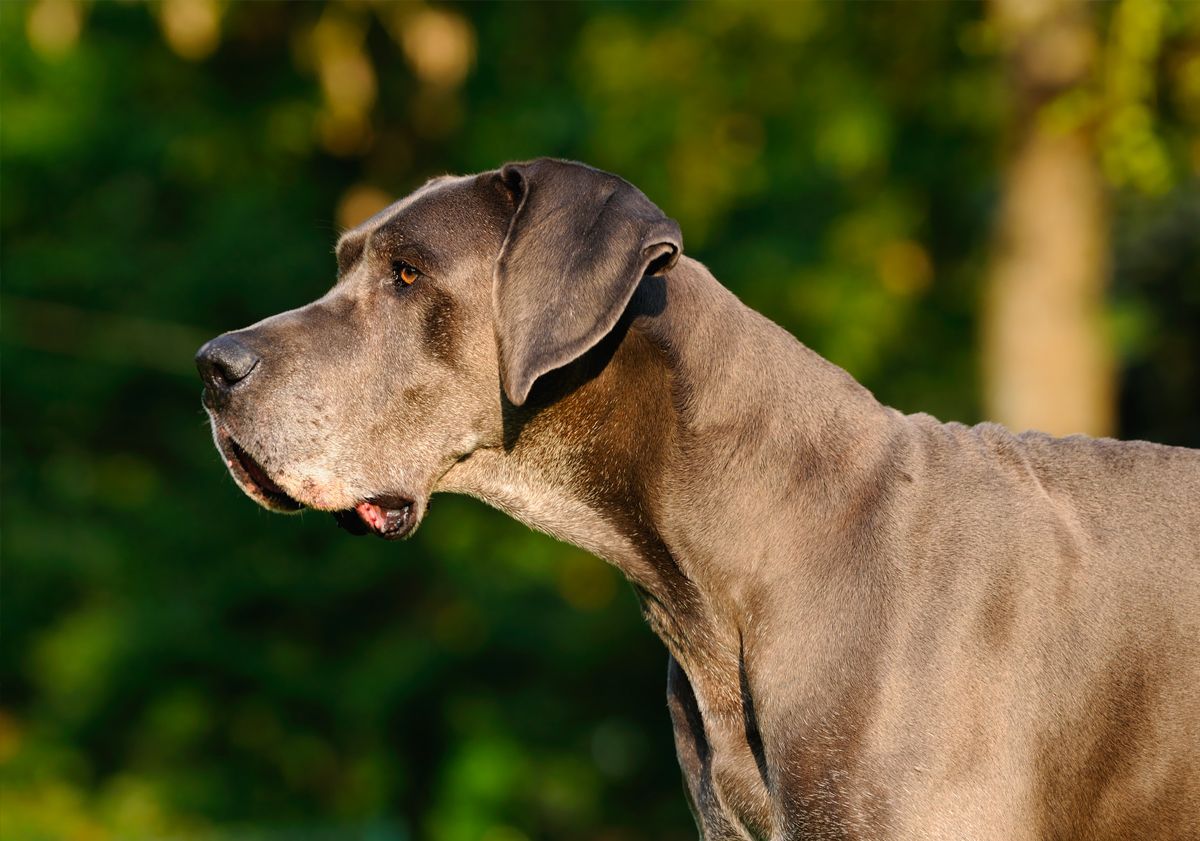 Dogue allemand de profil