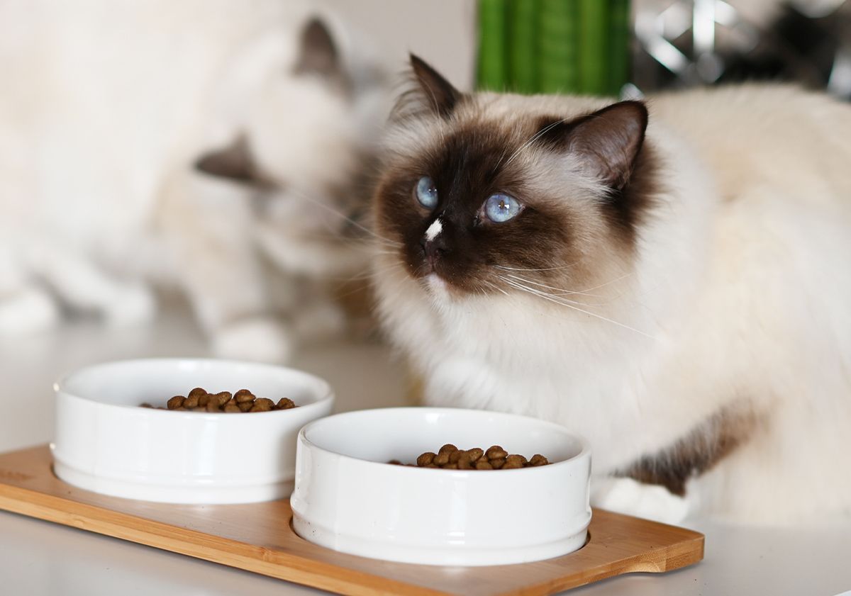 DOSSIER – Quelles sont les meilleures croquettes pour chat ? Le