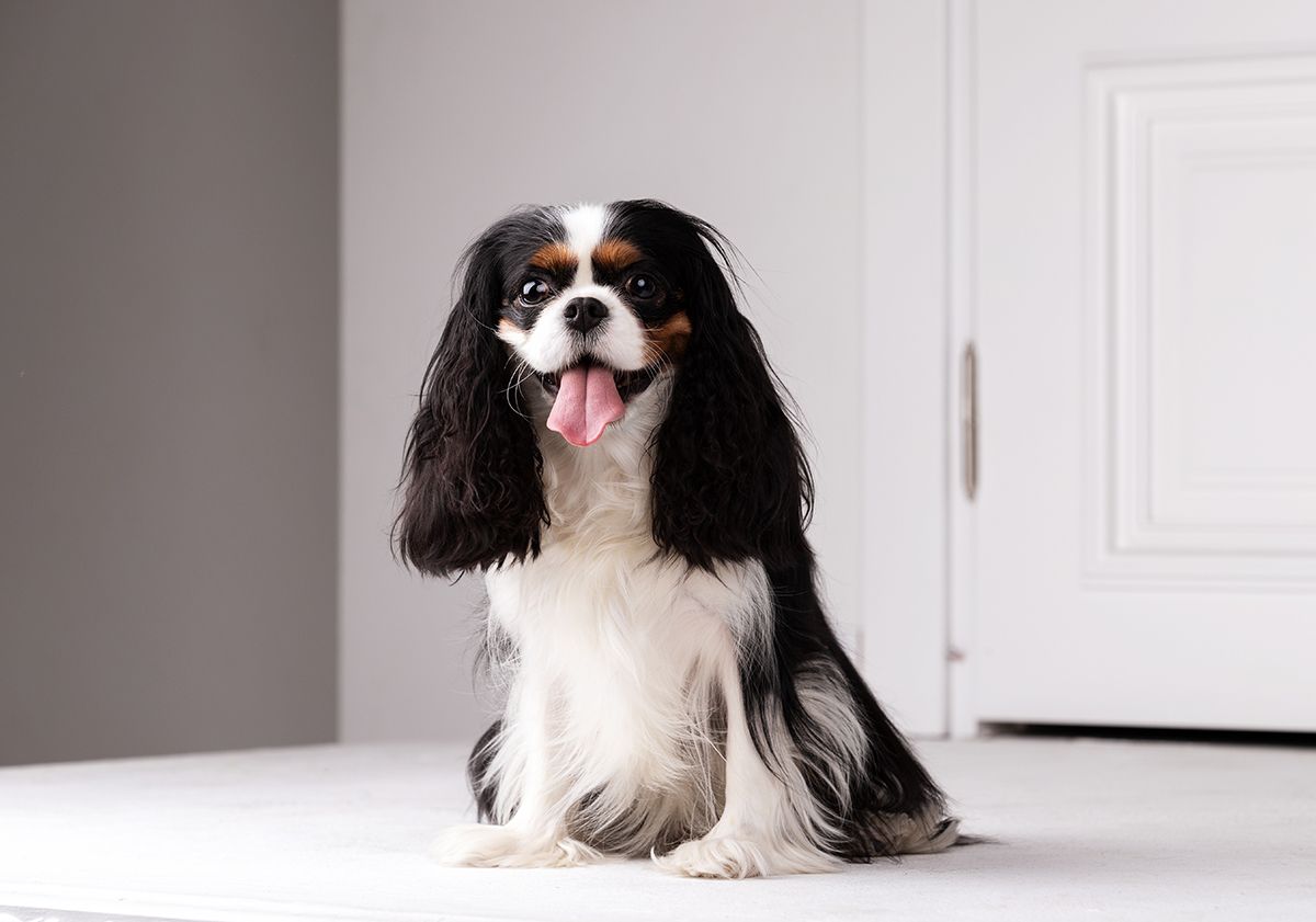 race de petit chien cavalier king charles