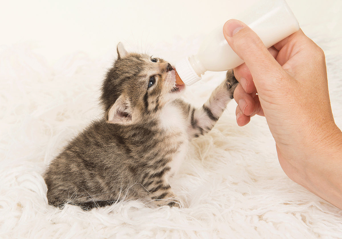 Chaton nourrit au biberon par sa maîtresse