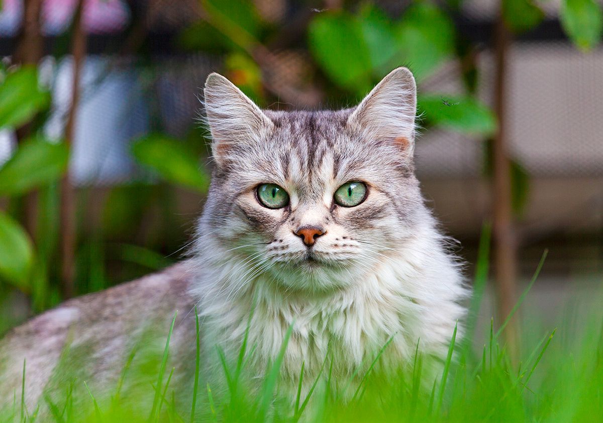 Sibérien, race de chat hypoallergénique 