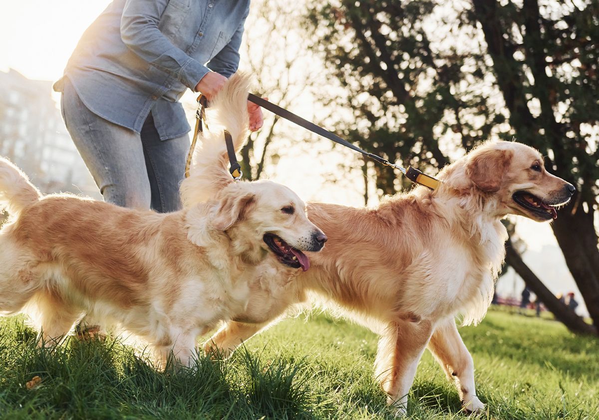 Chiens qui se dépensent