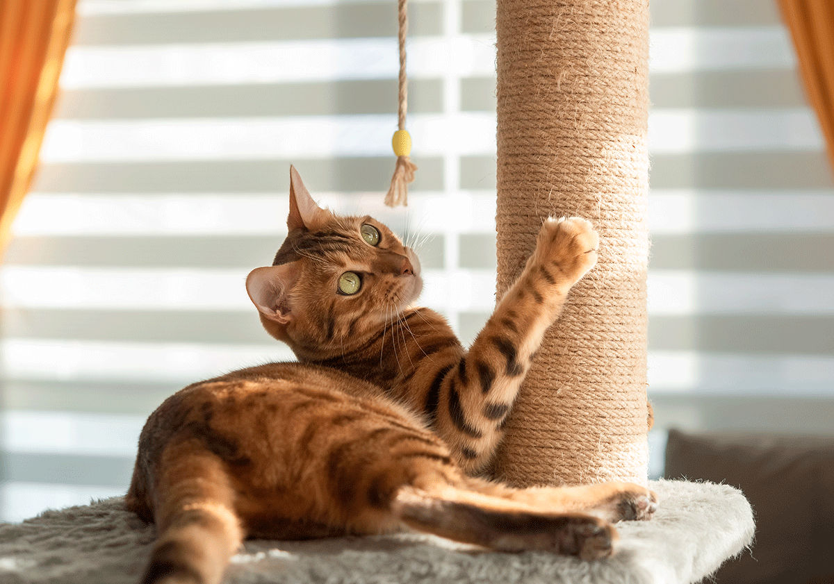 Bengal sur un arbre à chat