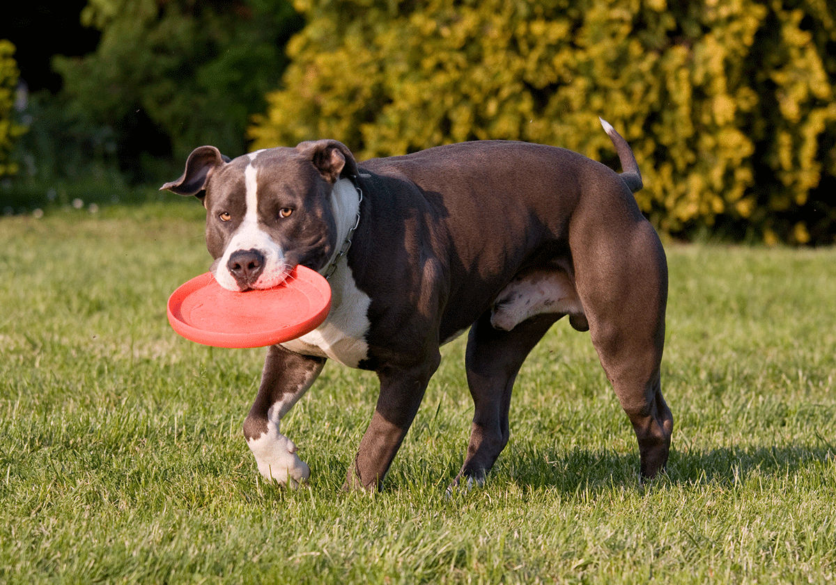 Frisbee chien