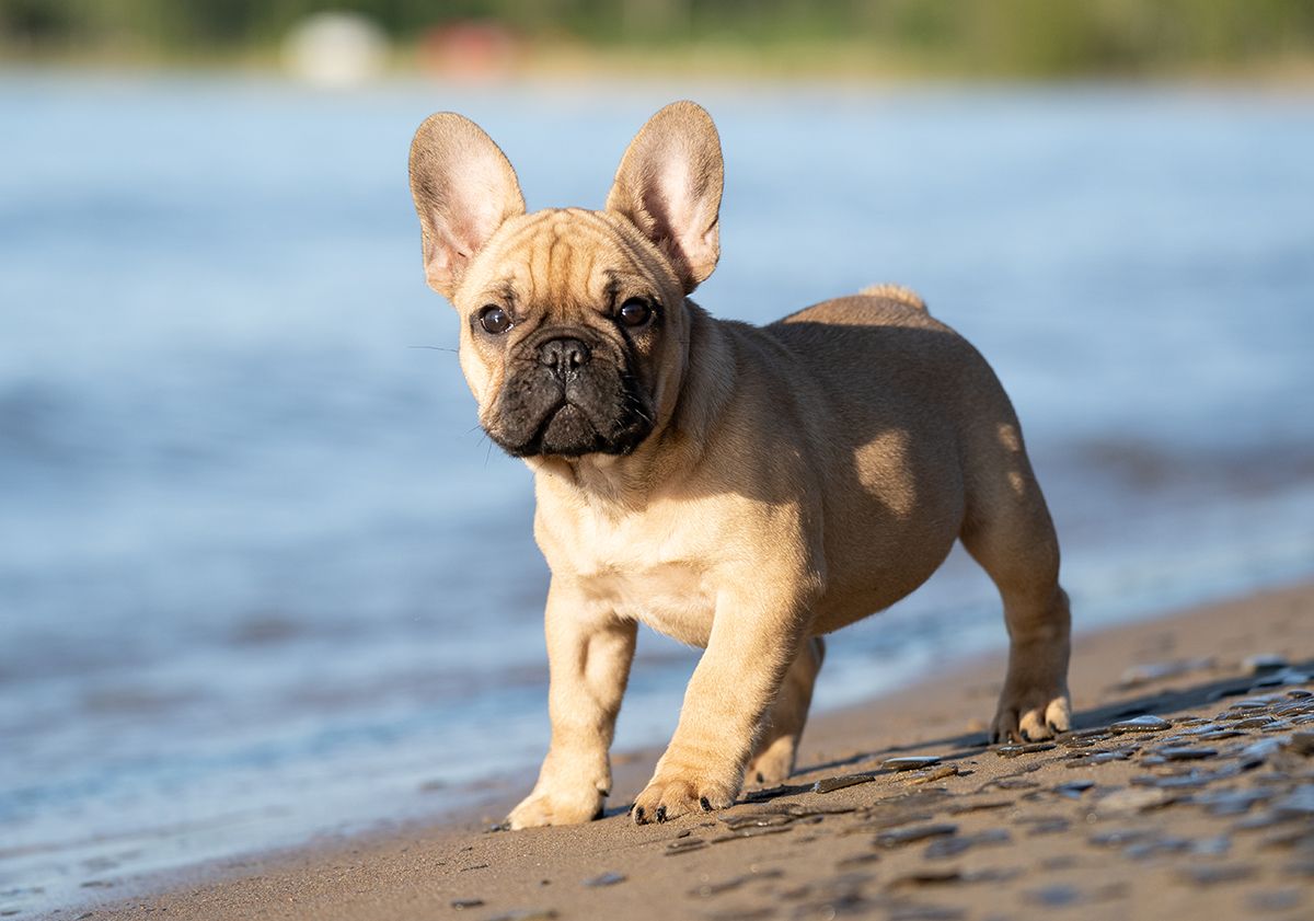 race de petit chien bouledogue français