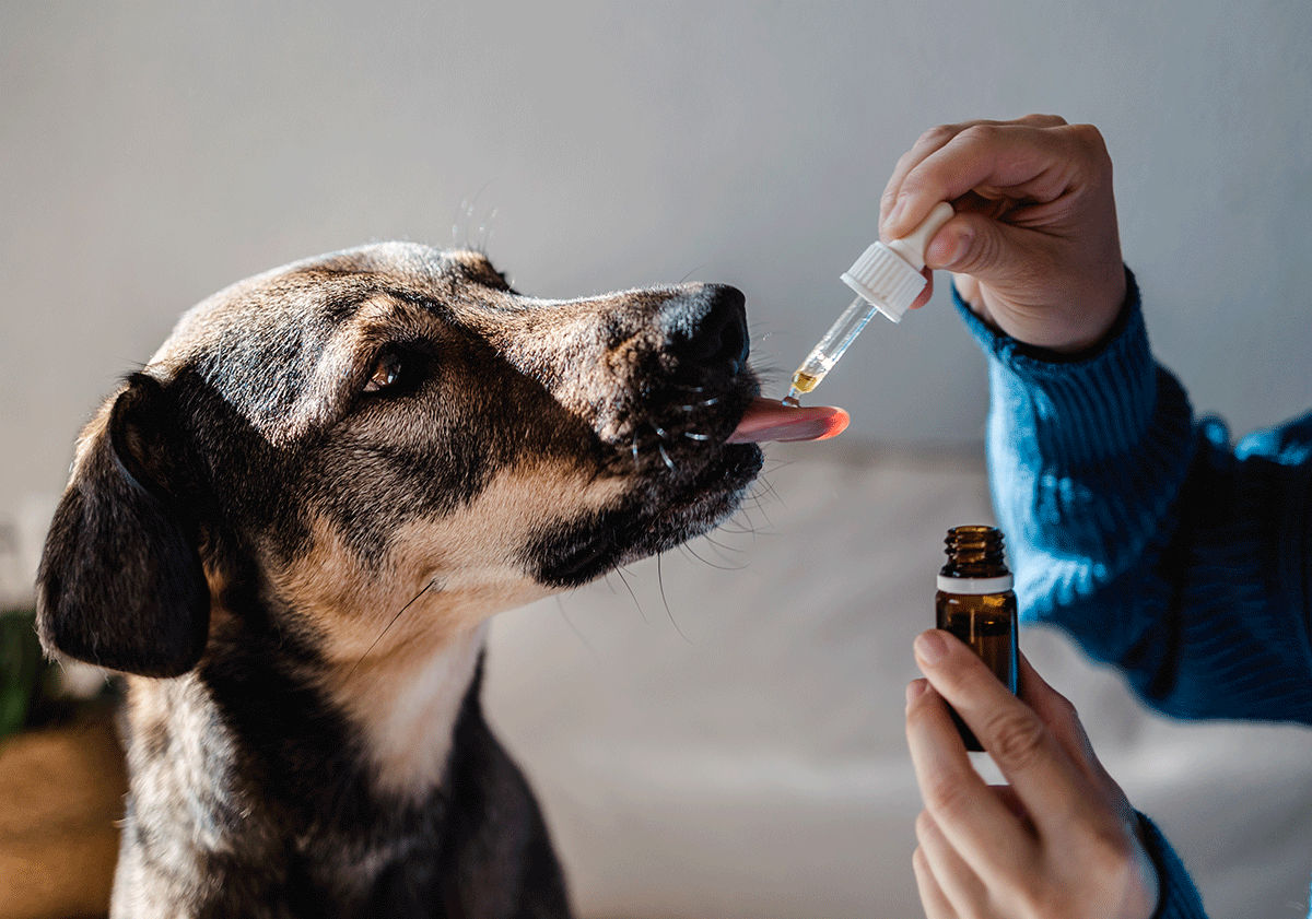 Traitement voie orale teigne chez le chien