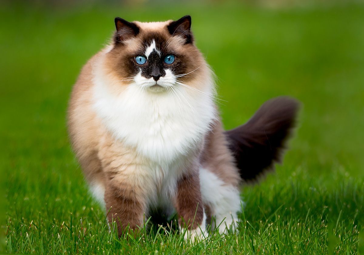 Ragdoll