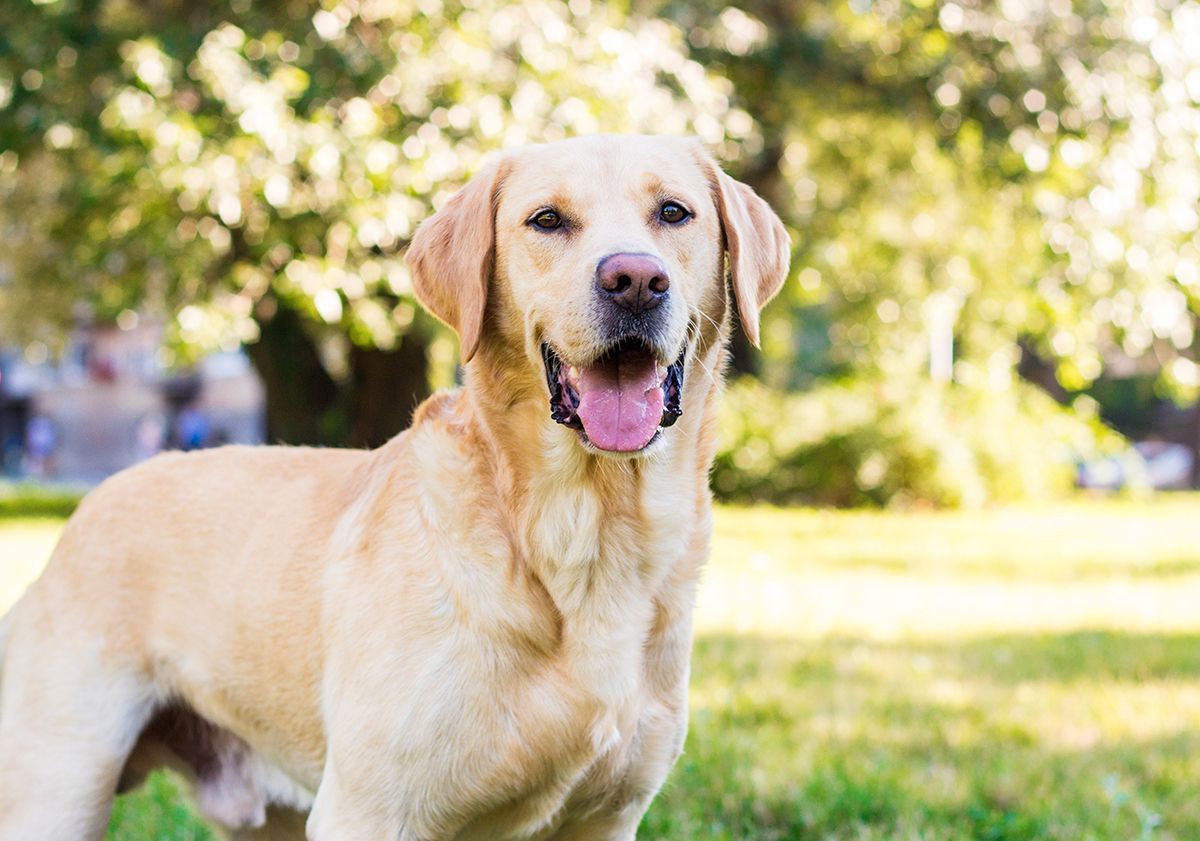 Labrador