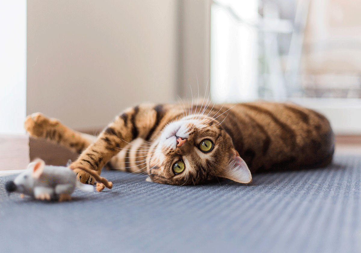 Chat jouant avec une souris 