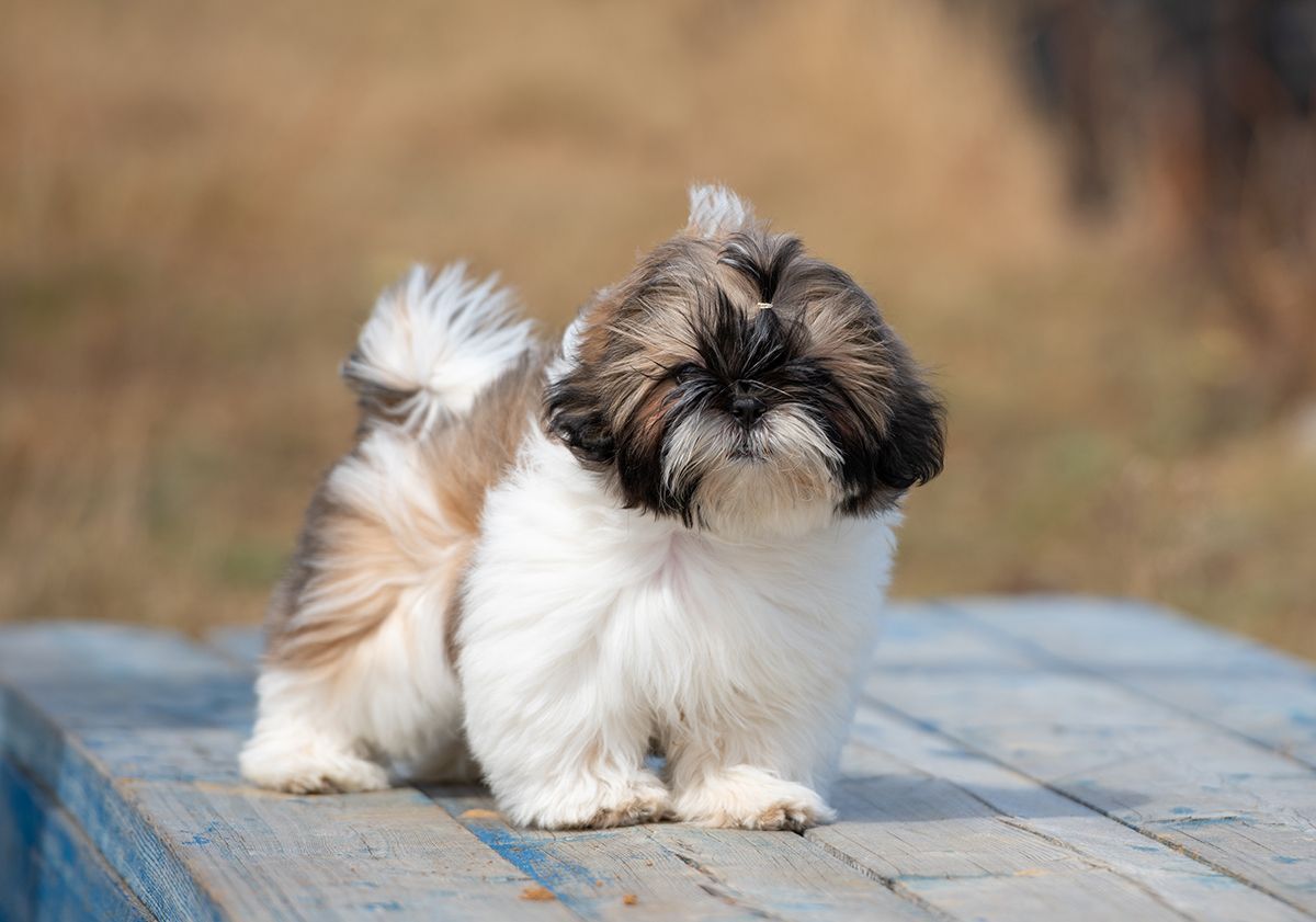 race de petit chien shih tzu