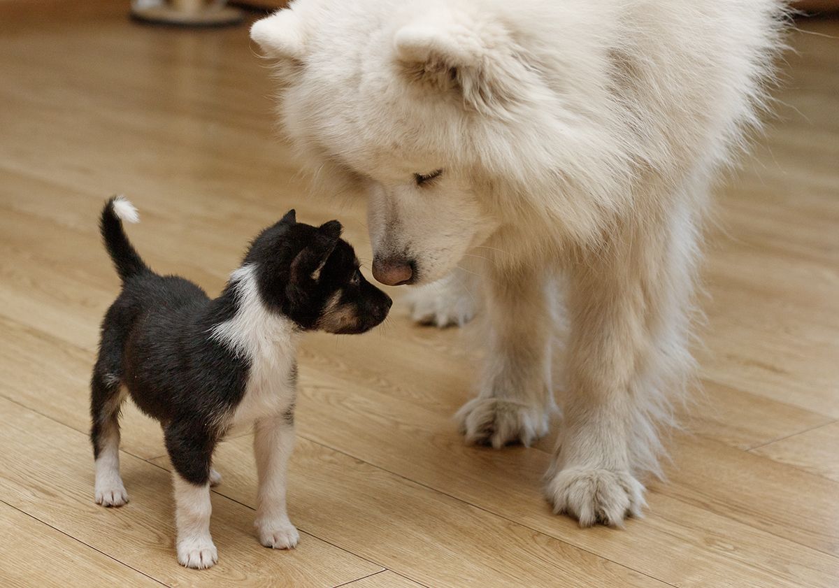 Chiot avec un chien adulte