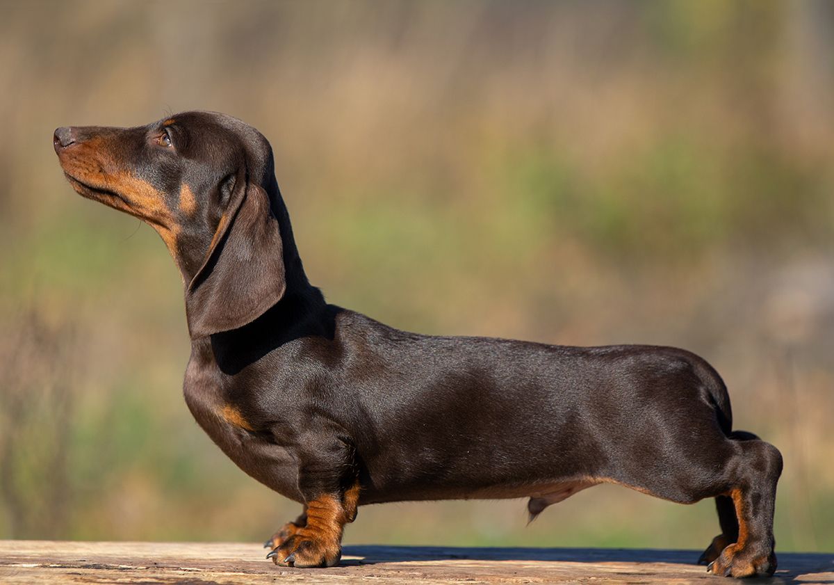 race de petit chien teckel