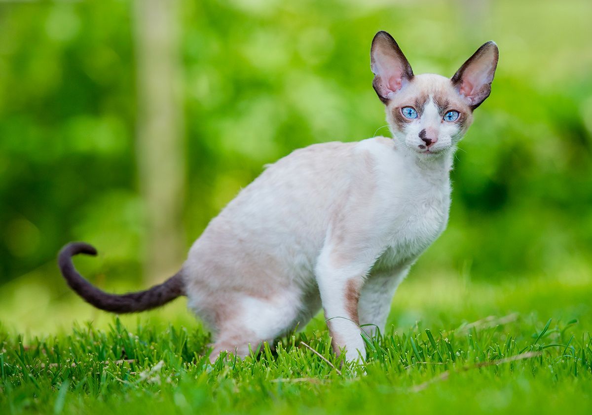 cornish rex