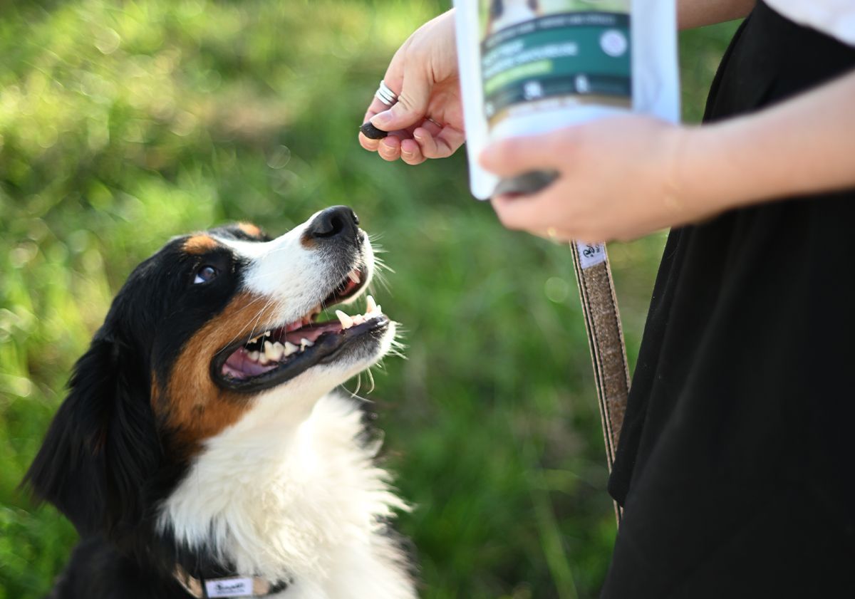 Friandises pour chien Ultra Premium Direct