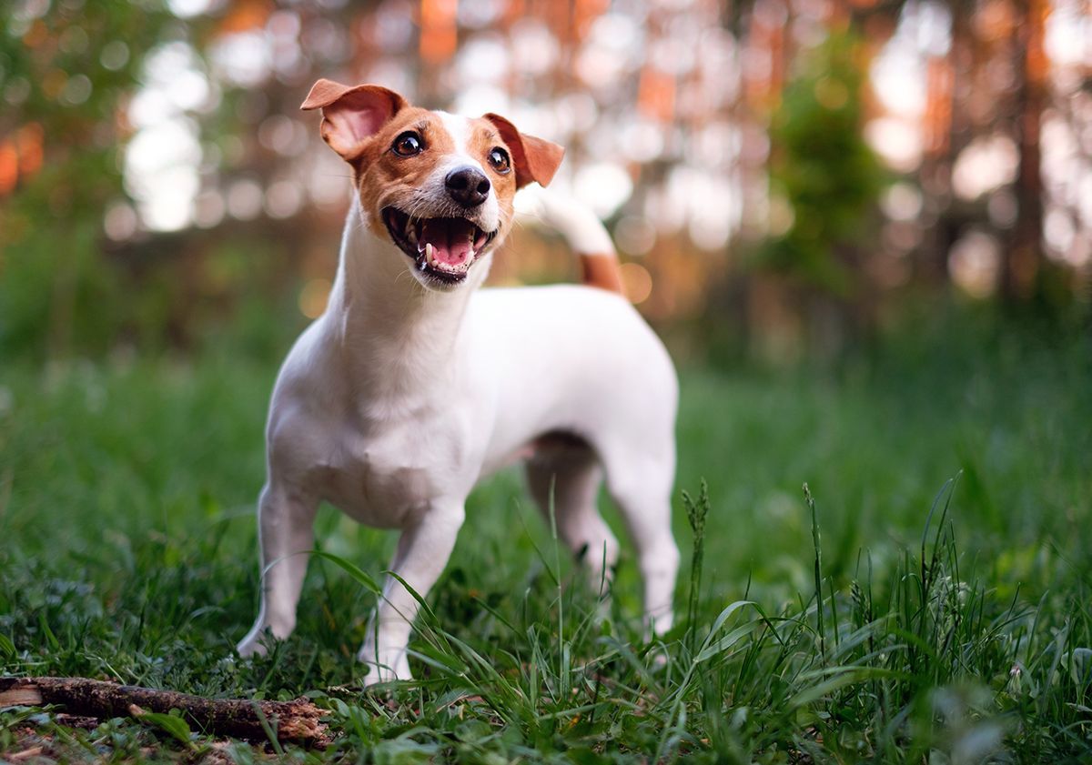 race de petit chien jack russell