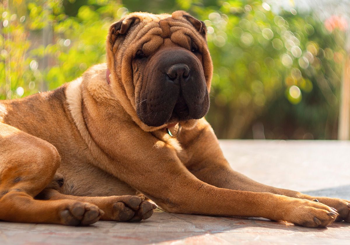 shar pei