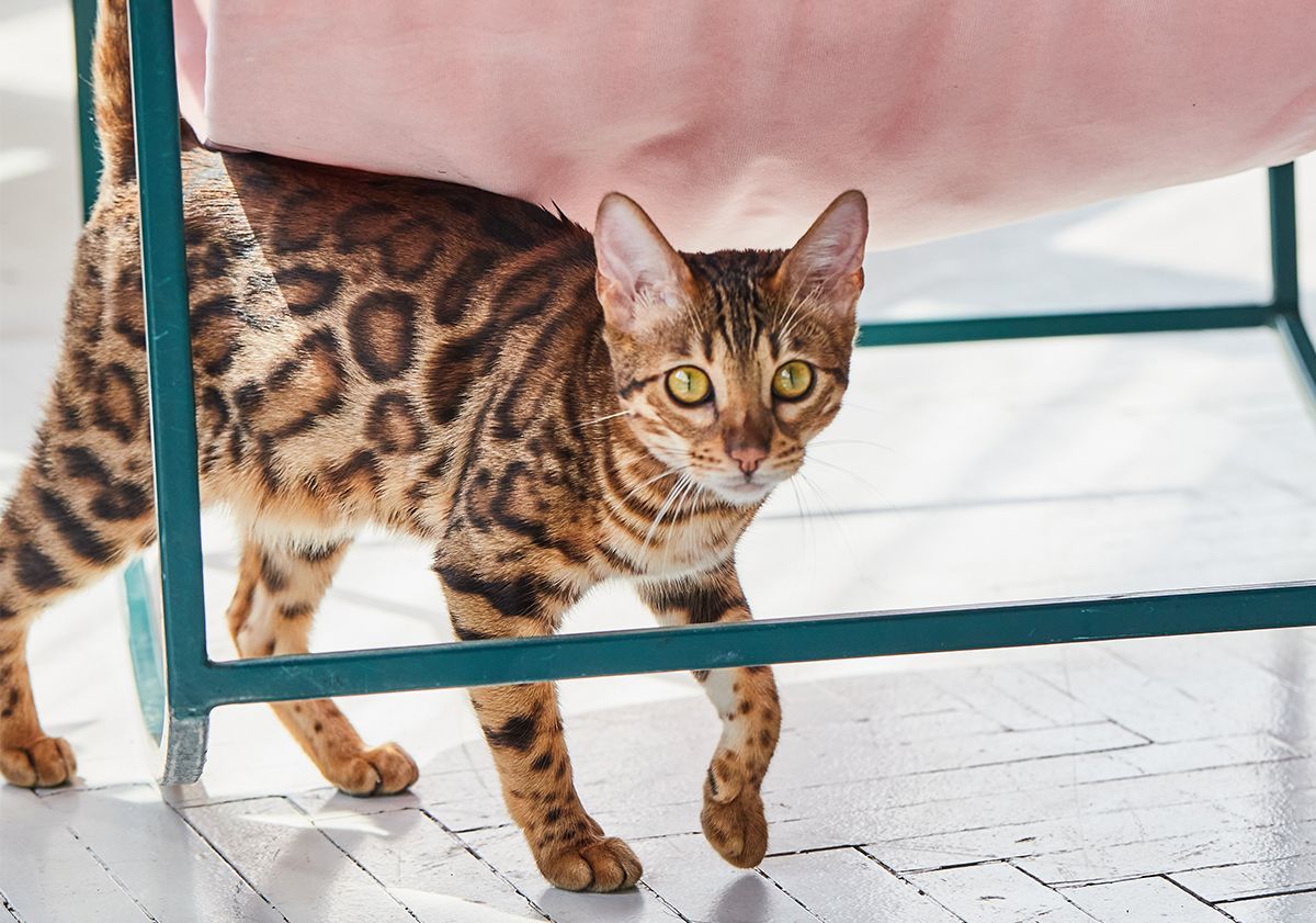 Chat marchant sous une table