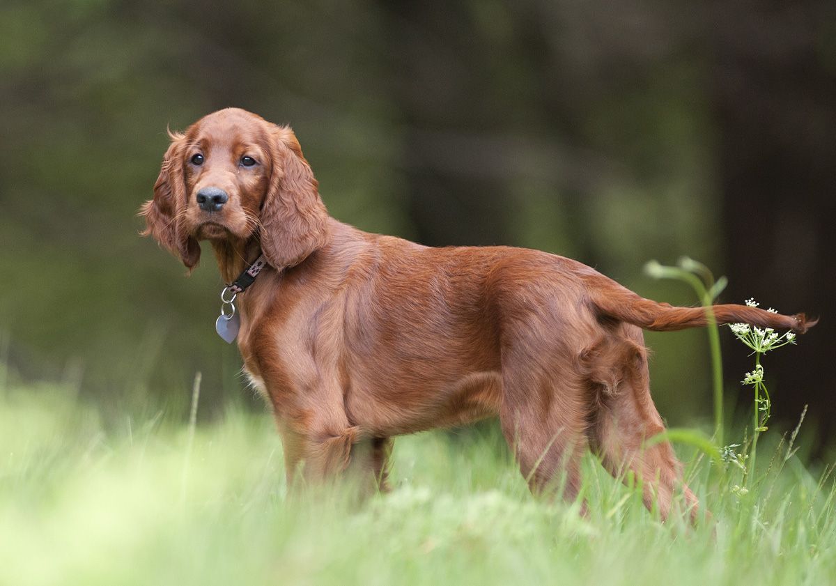 Setter chiot en pleine nature