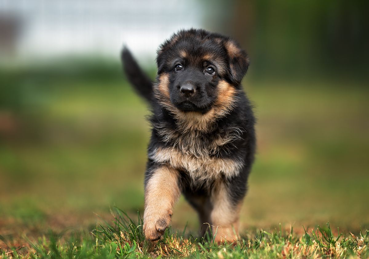 chiot marchant en extérieur