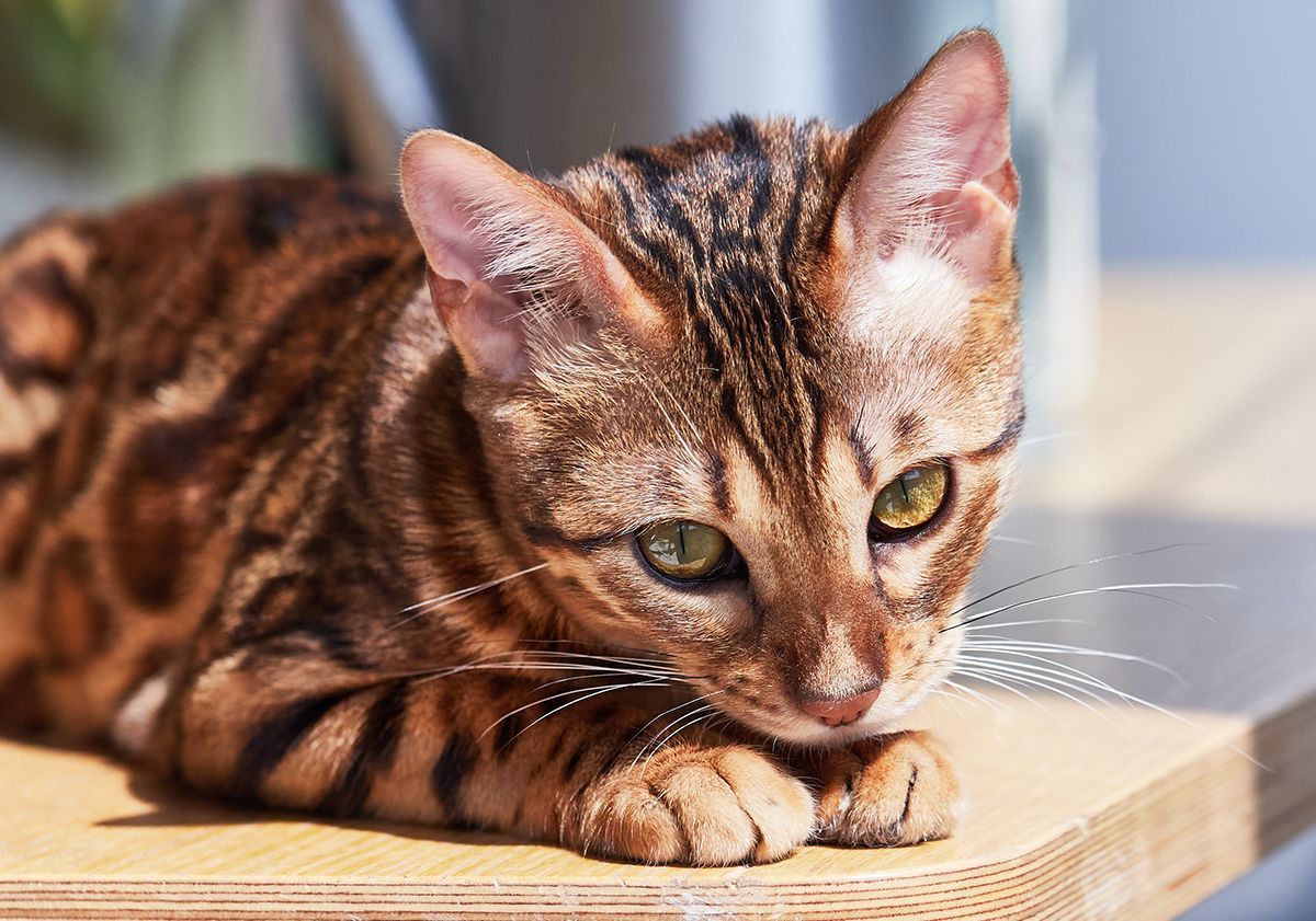 Bengal allongé sur une table